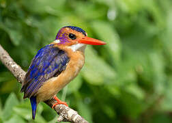 African Pygmy Kingfisher