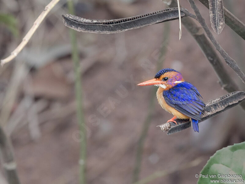 African Pygmy Kingfisher
