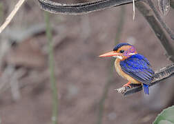 African Pygmy Kingfisher