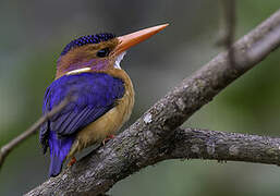 African Pygmy Kingfisher