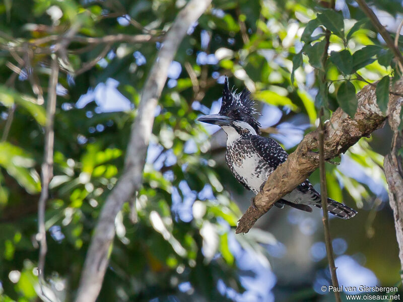 Crested Kingfisher