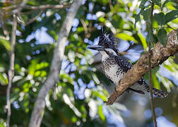 Crested Kingfisher