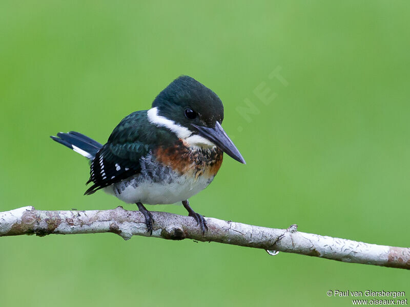 Green Kingfisher male immature