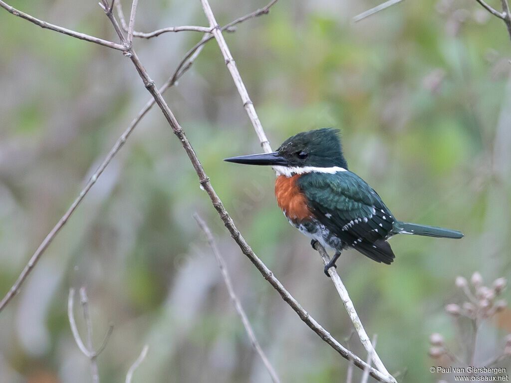 Green Kingfisher male adult