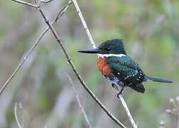 Green Kingfisher