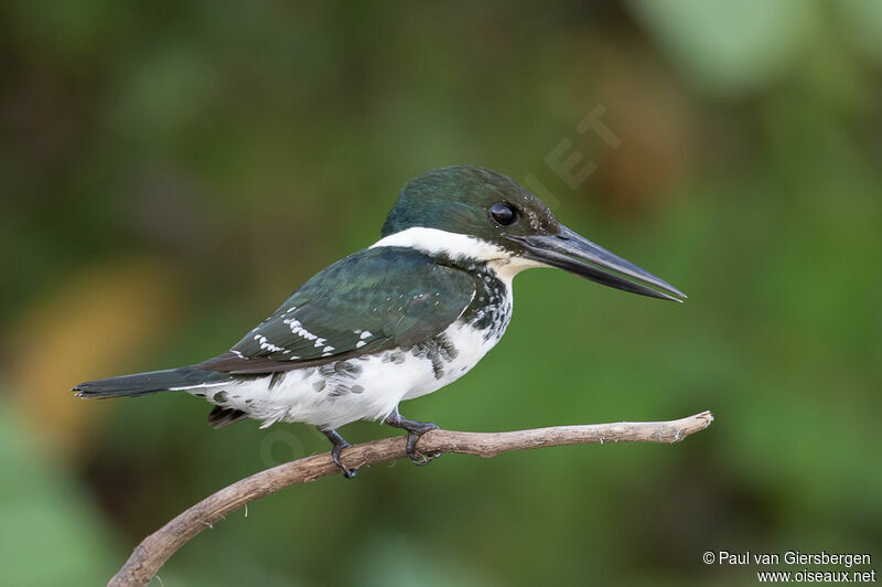 Green Kingfisher female adult