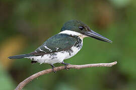 Green Kingfisher