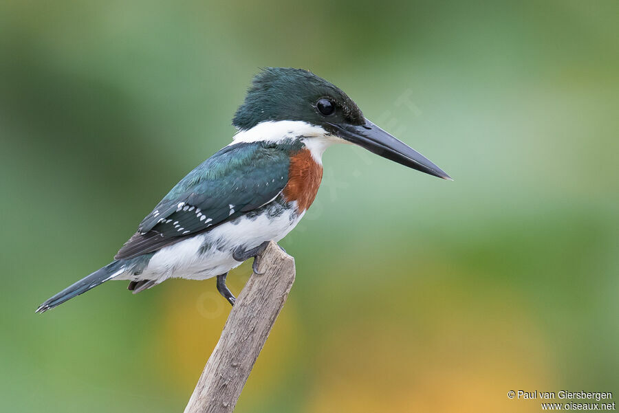 Green Kingfisher male adult