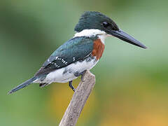 Green Kingfisher