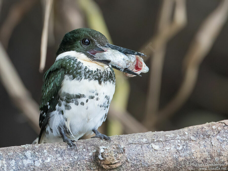 Green Kingfisher female adult