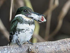 Green Kingfisher