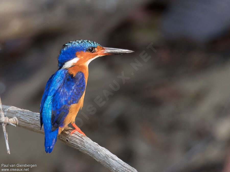 Martin-pêcheur vintsiadulte, identification