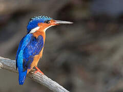 Malagasy Kingfisher