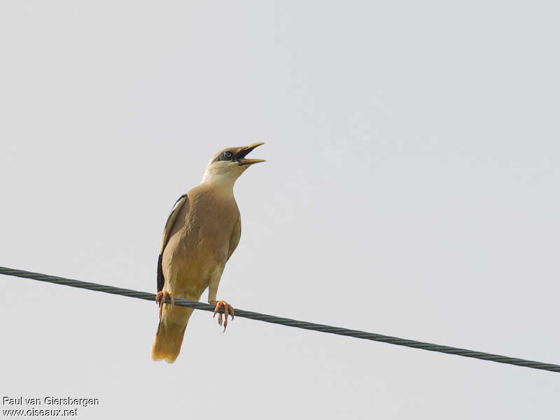 Vinous-breasted Mynaadult, song