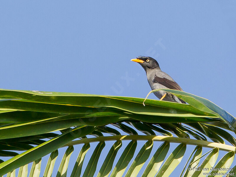 Javan Myna