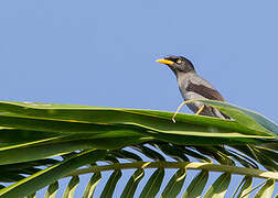 Javan Myna