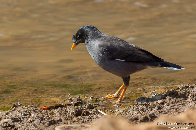 Jungle Myna