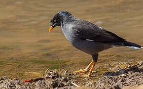 Jungle Myna