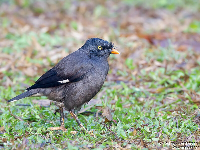 Jungle Myna