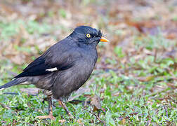 Jungle Myna