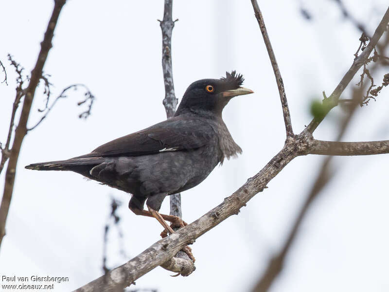 Crested Mynaadult, identification