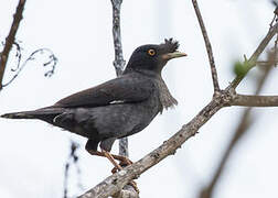 Crested Myna