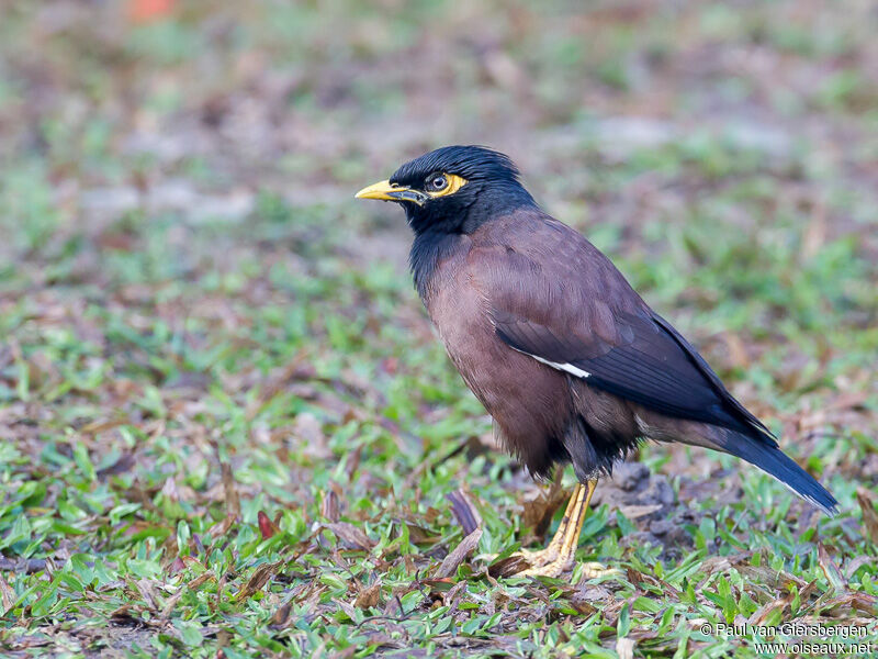 Common Myna