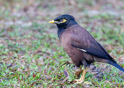 Common Myna