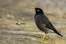 Common Myna