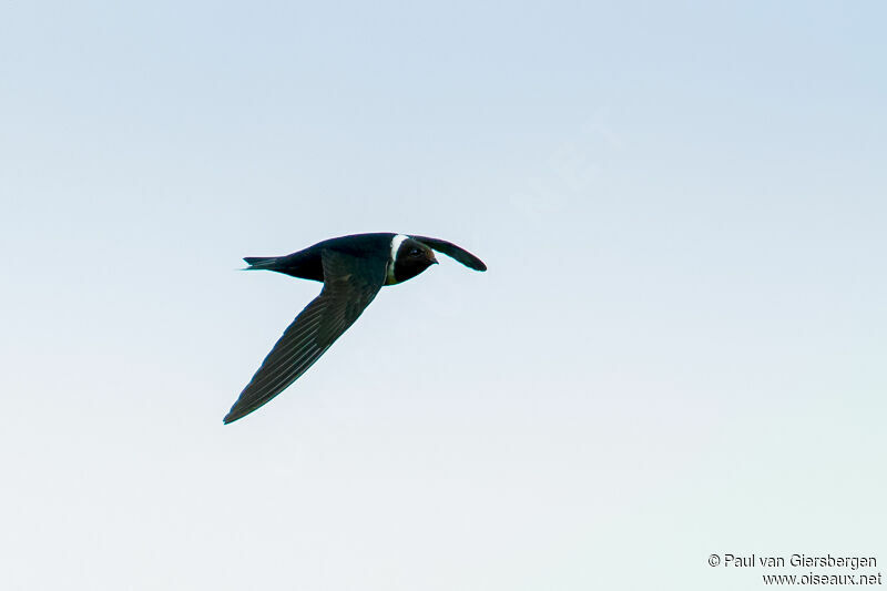 White-collared Swift