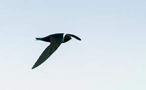 White-collared Swift