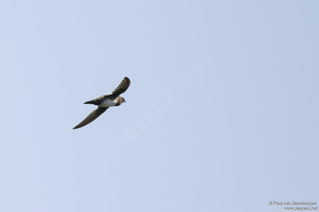 Alpine Swiftadult