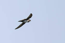 Alpine Swift