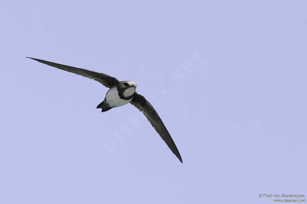 Alpine Swift