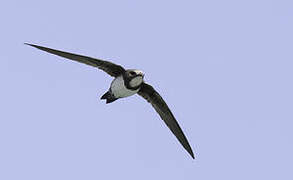 Alpine Swift