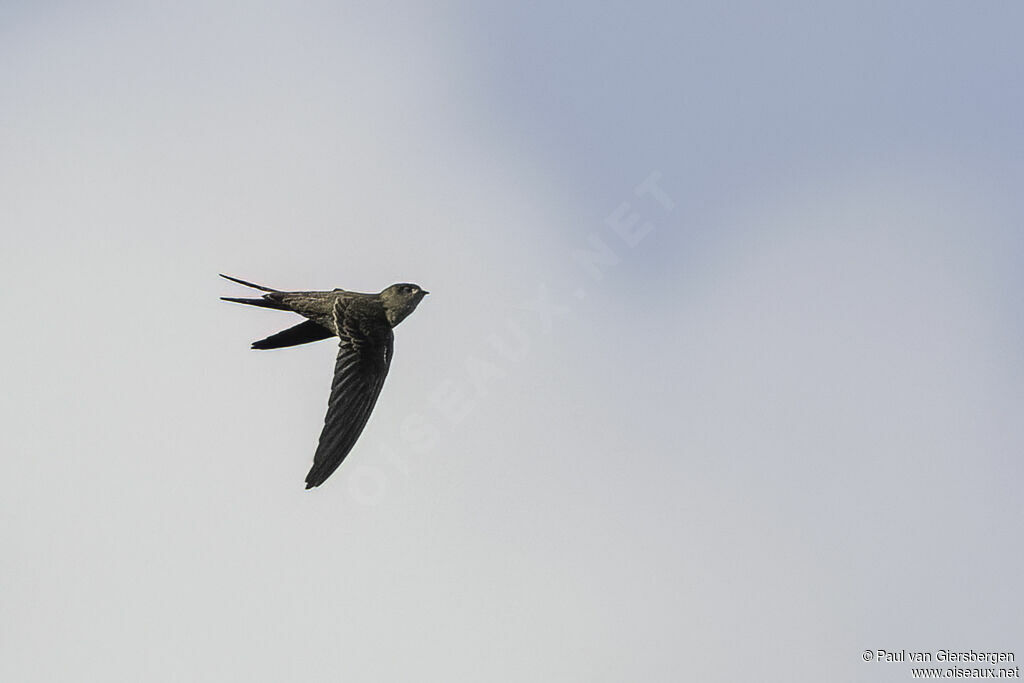 Asian Palm Swiftadult