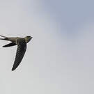 Martinet batassia