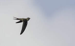 Asian Palm Swift