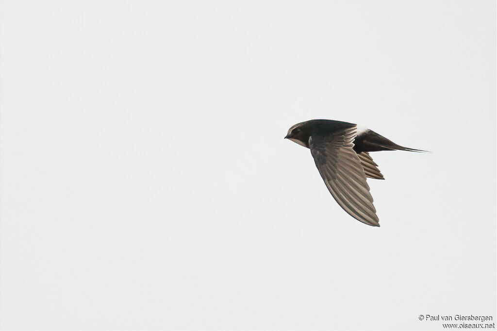 White-rumped Swiftadult