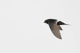 White-rumped Swift