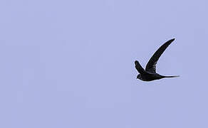 Fork-tailed Palm Swift