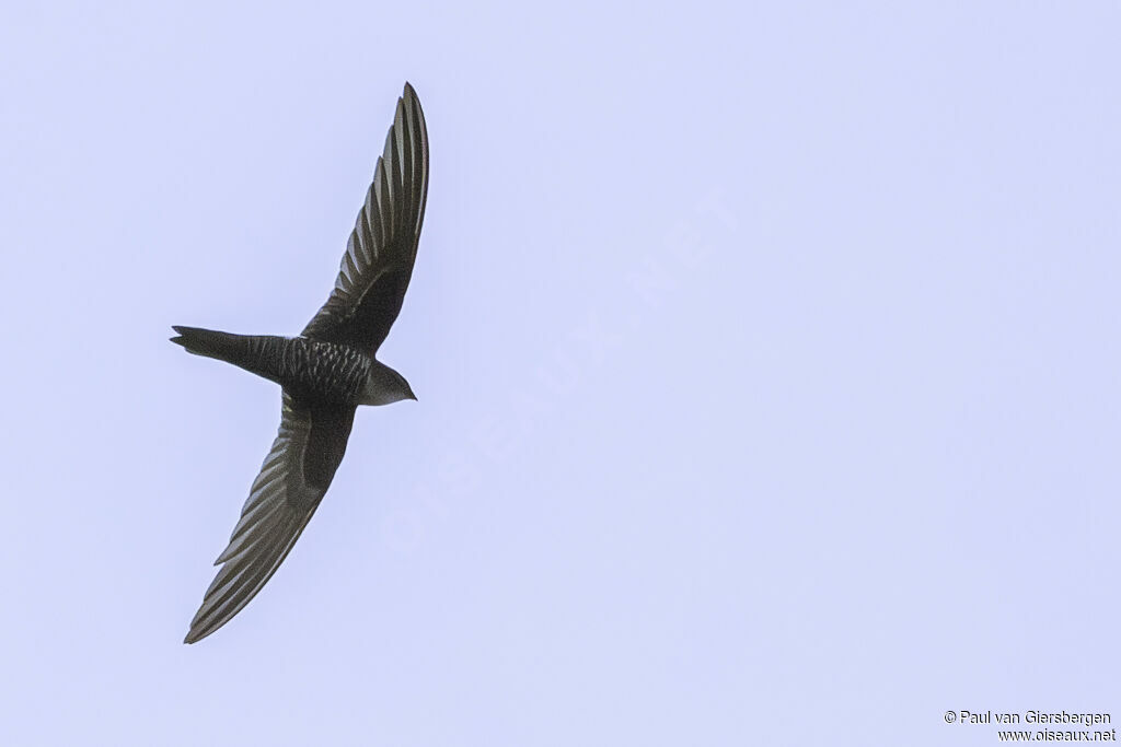 Blyth's Swiftadult