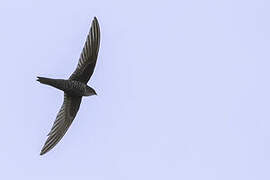 Blyth's Swift