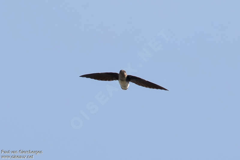 Böhm's Spinetail