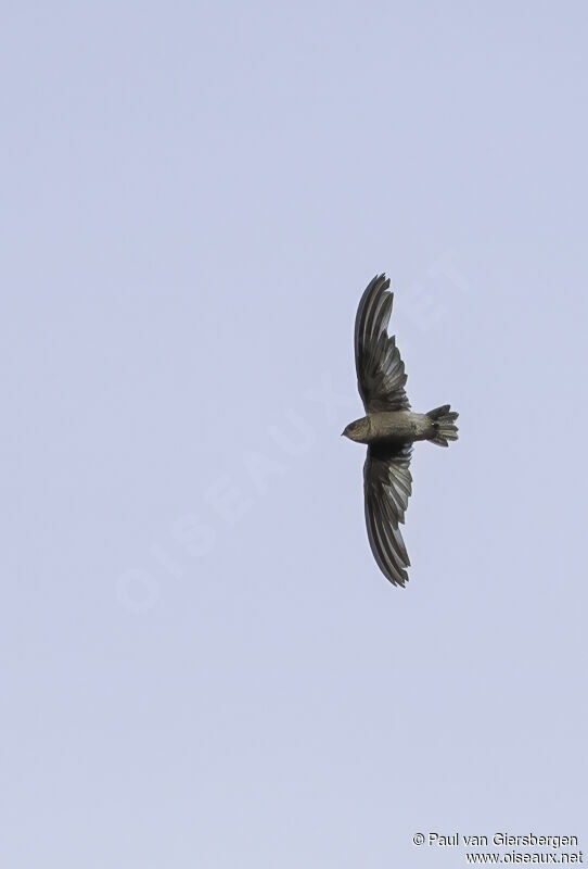 Madagascan Spinetailadult