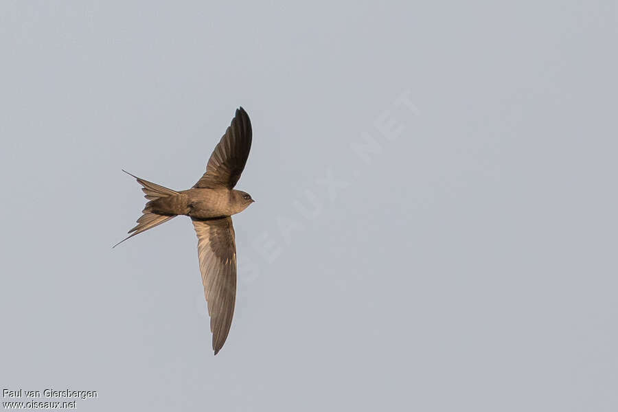 Martinet de Madagascar, Vol