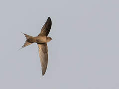 Malagasy Palm Swift