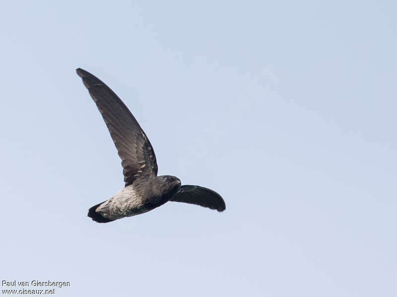 Sao Tome Spinetailadult