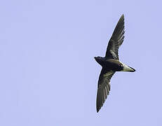 Purple Needletail