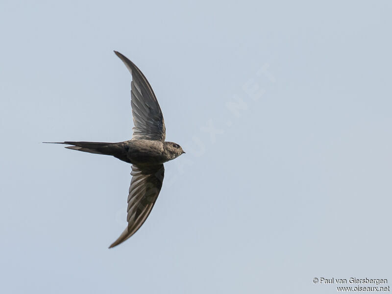 African Palm Swiftadult